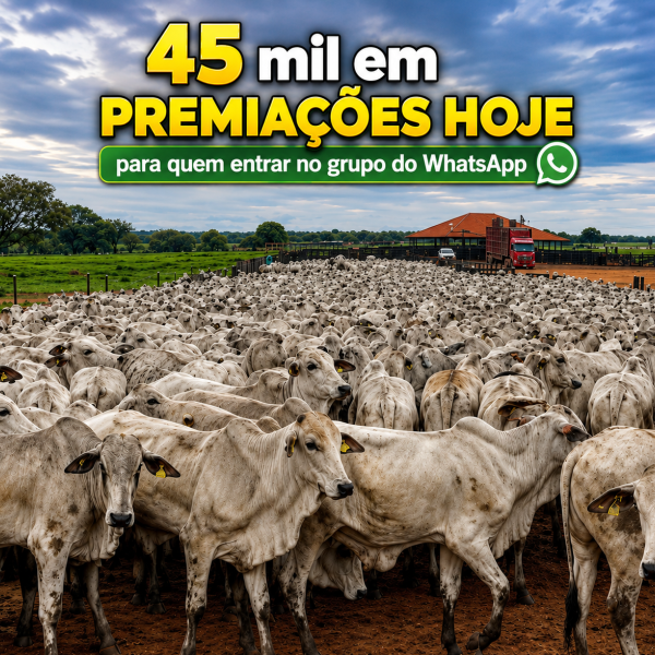 🏆200 NELORE PO OU 730 MIL NO PIXX💰
